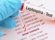 Sarajlije obolijevaju od leptospiroze zbog kašnjenja administracije