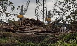 Thousands of cubic meters of logs are being bought en masse