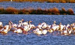 Prebijte radnike, zaštitite flamingose