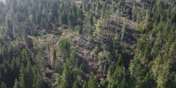 Multi-Million Dollar Crime Involving Illegal Loggers, Interest Groups, and Politics