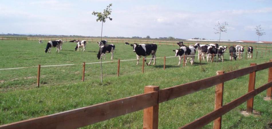 ŠTRAJK U FARMLANDU: Krave gladuju, Vasiljević bježi u Miami!