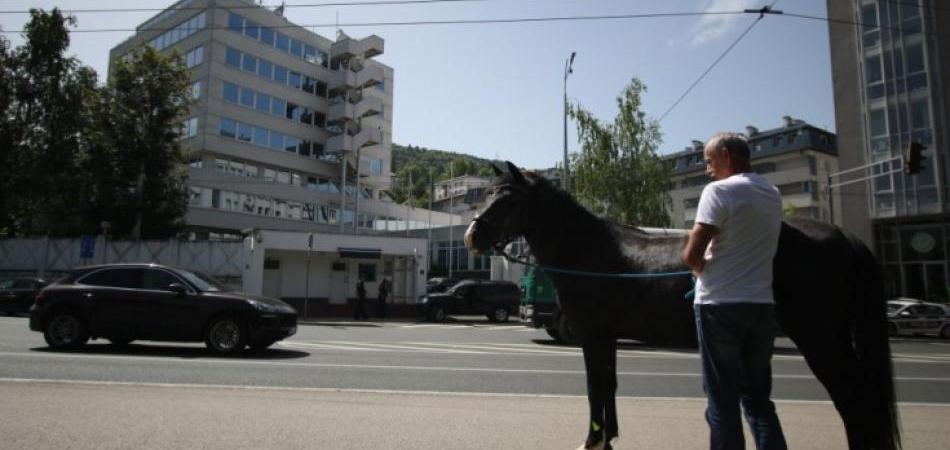 Konj Milan kažnjen zbog neadekvatnog prevoza i dokumentacije