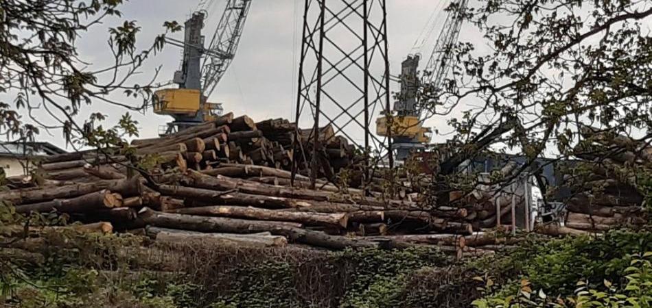 Thousands of cubic meters of logs are being bought en masse