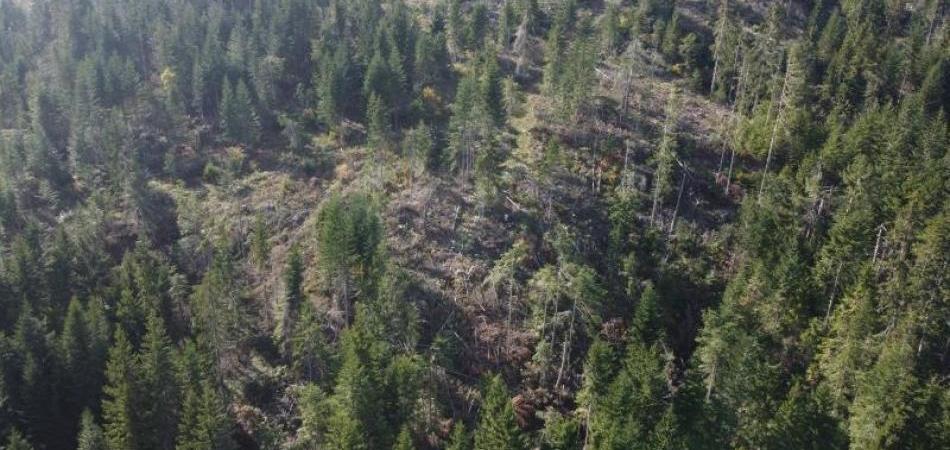 Multi-Million Dollar Crime Involving Illegal Loggers, Interest Groups, and Politics