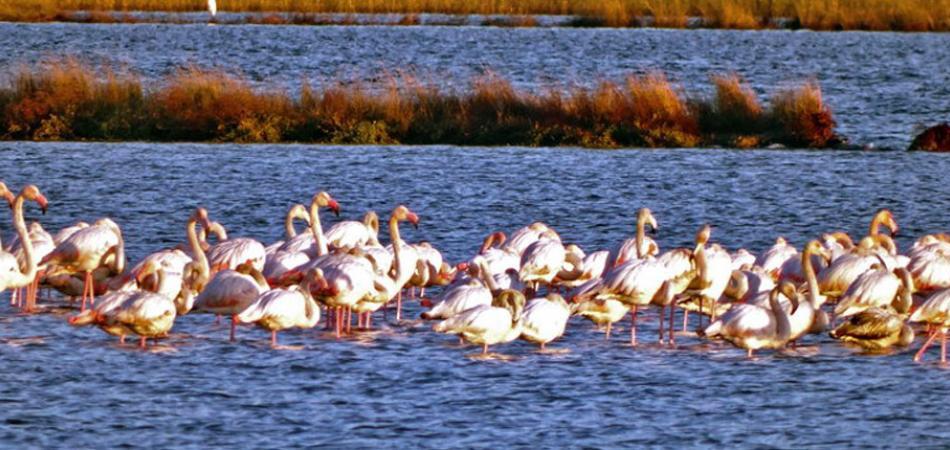 Prebijte radnike, zaštitite flamingose