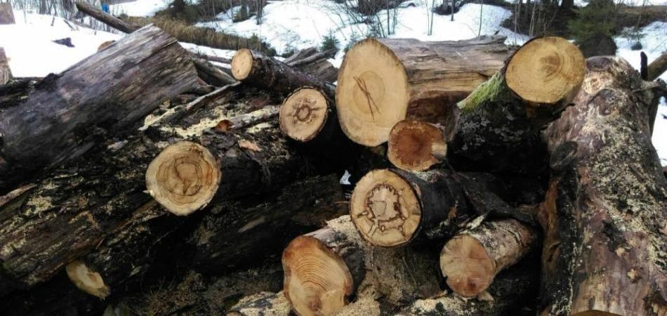 Kradljivci drveta ostaju na rukovodećim pozicijama
