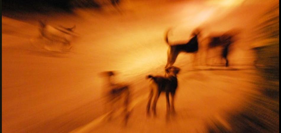DOGS TRUST: Broja pasa lutalica kontinuirano opada u Sarajevu
