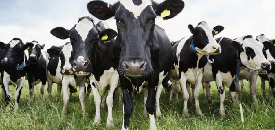 U ZEMLJI MEDA I MLIJEKA: Farmeri tri godine čekaju na obećane junice 