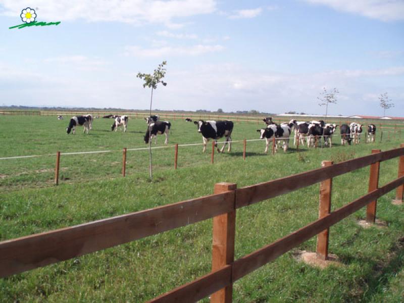 U ZEMLJI TAJKUNA I MLIJEKA: Kako Vlada RS spašava firme Swisslion i Farmland