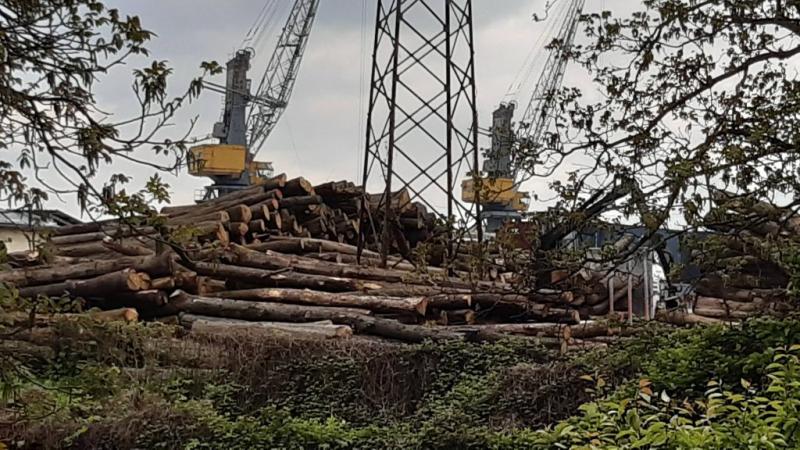 Thousands of cubic meters of logs are being bought en masse