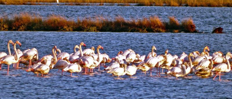 Prebijte radnike, zaštitite flamingose