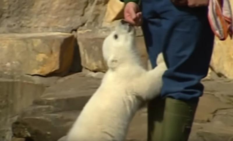 Knut je rođen kao polarni medvjed, umro je kao čovjek