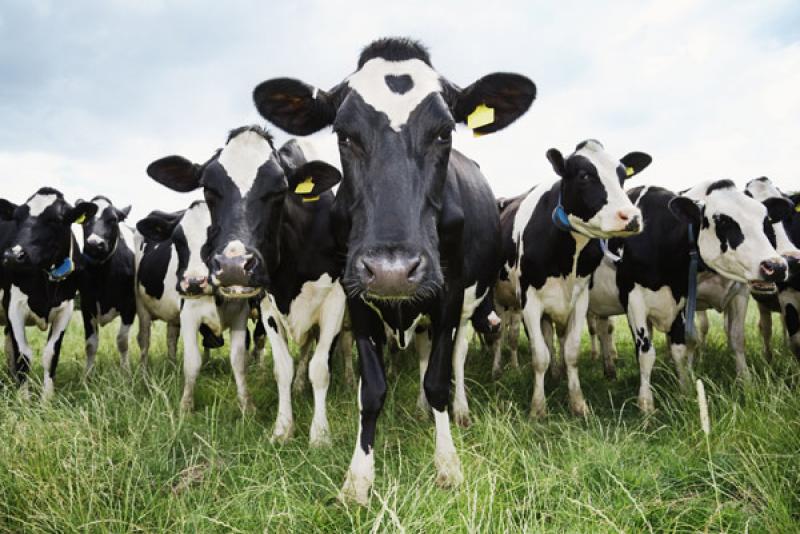 U ZEMLJI MEDA I MLIJEKA: Farmeri tri godine čekaju na obećane junice 